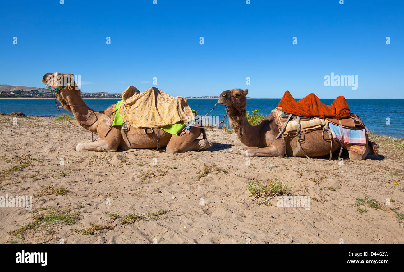 Camel sand beach hires stock photography and images Alamy
