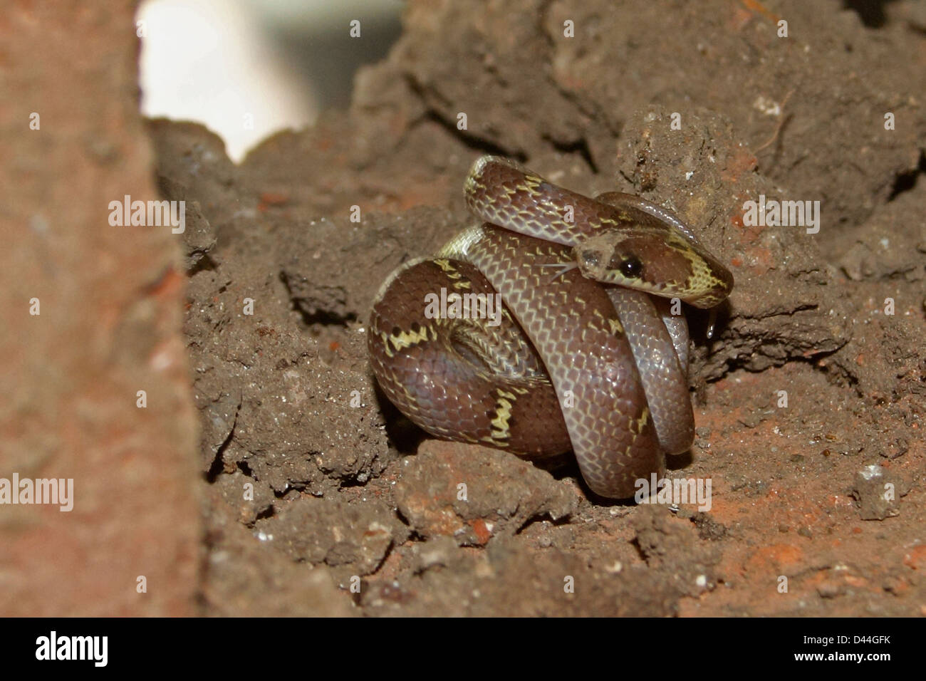Common wolf snake, Lycodon aulicus Stock Photo