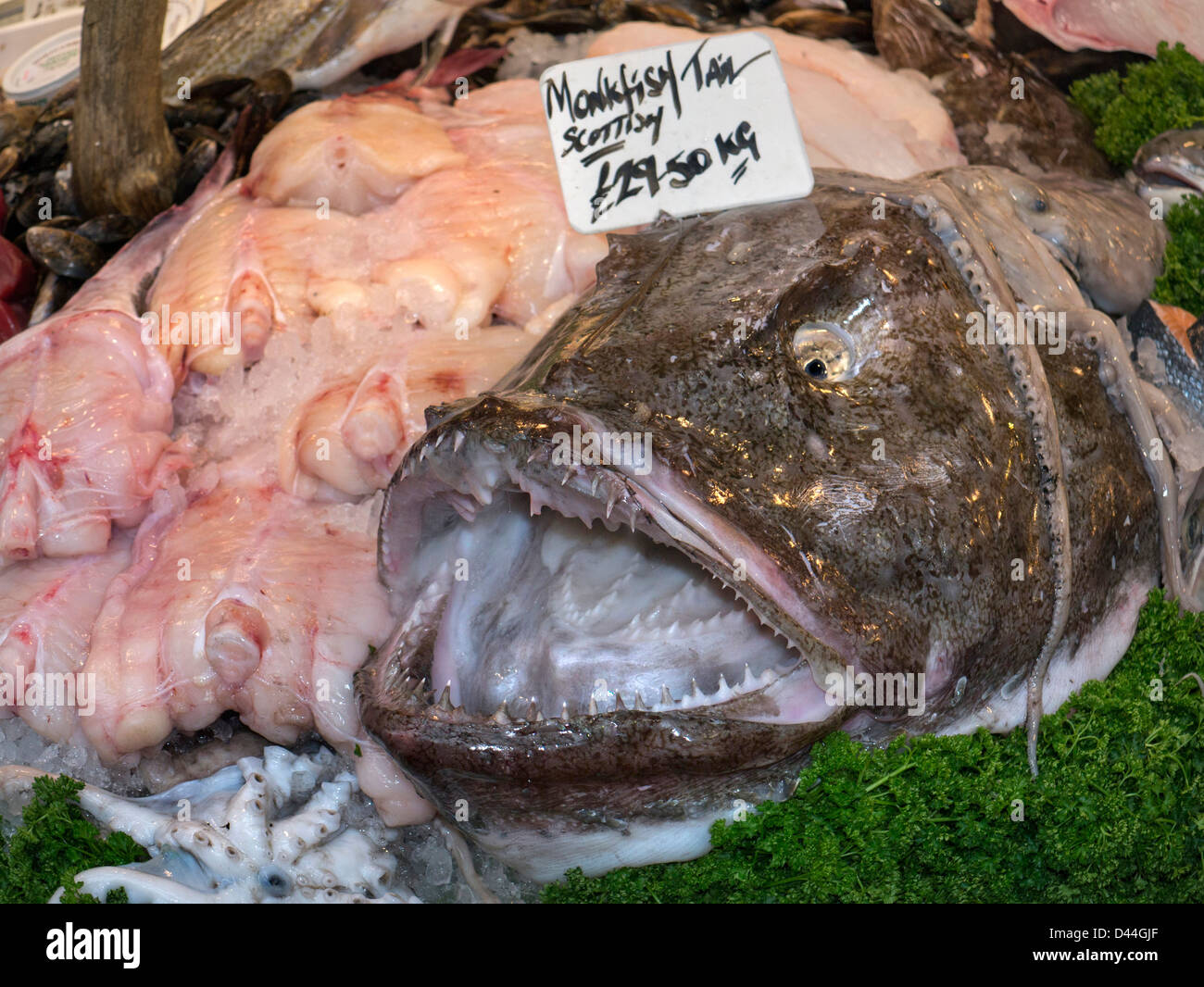 Monkfish teeth mouth Scottish on display at fishmongers stall Borough Market Southwark London UK Stock Photo