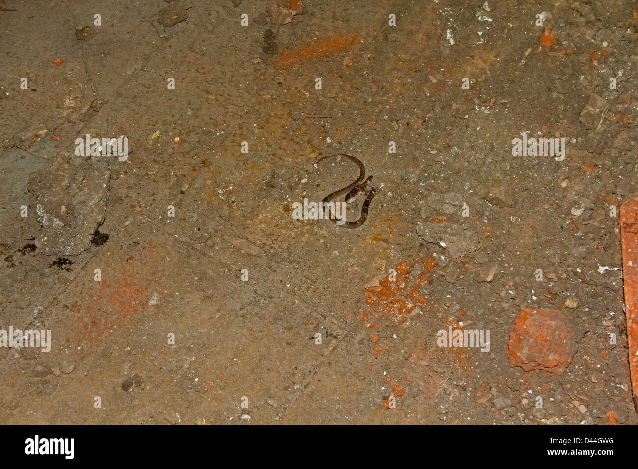 Common wolf snake, Lycodon aulicus Stock Photo