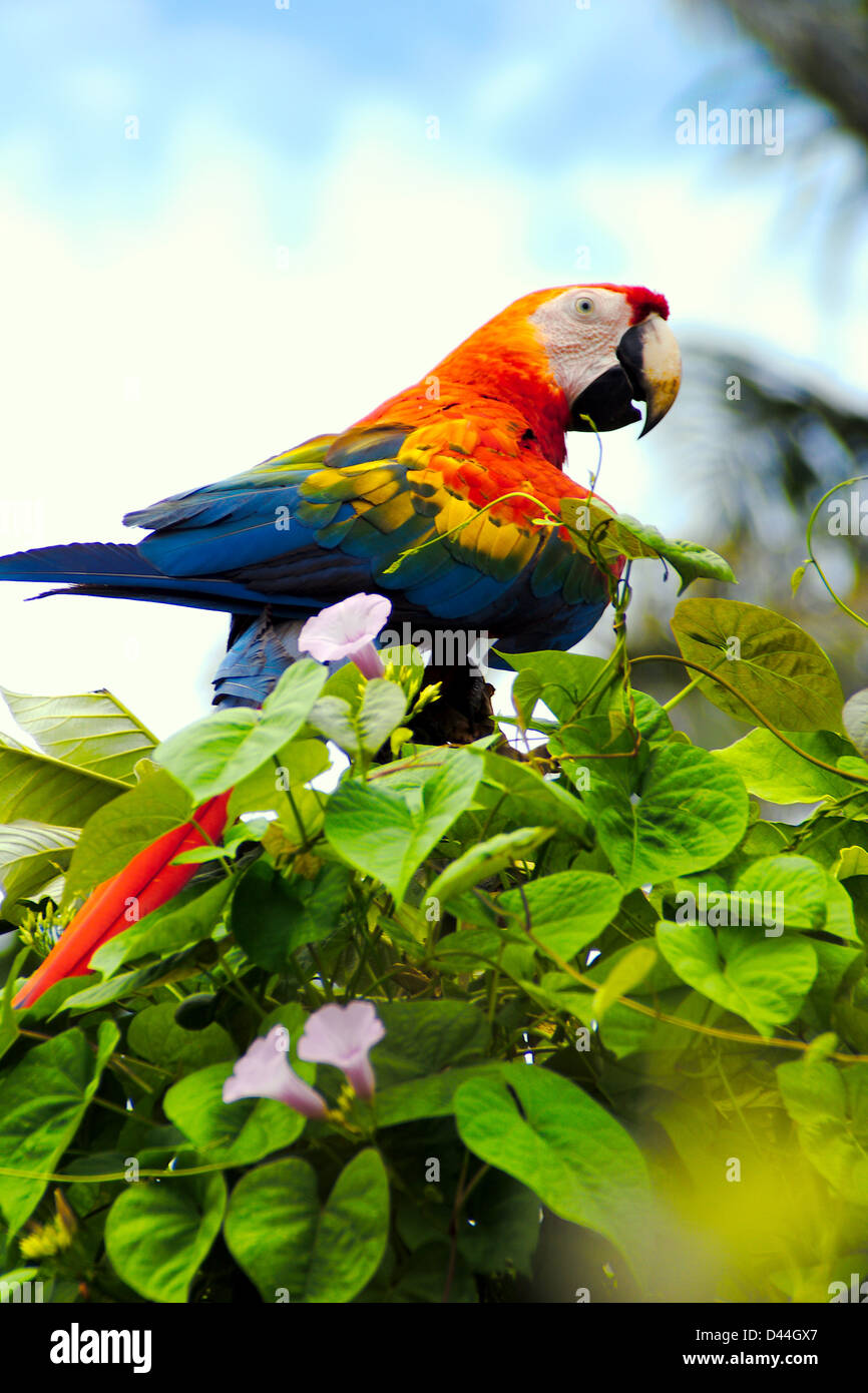 Ara Macaw Blue Tailed Wild Parrot Stock Photo