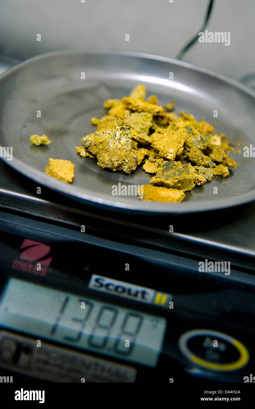 Gold nuggets and flakes recovery in pan Stock Photo Alamy