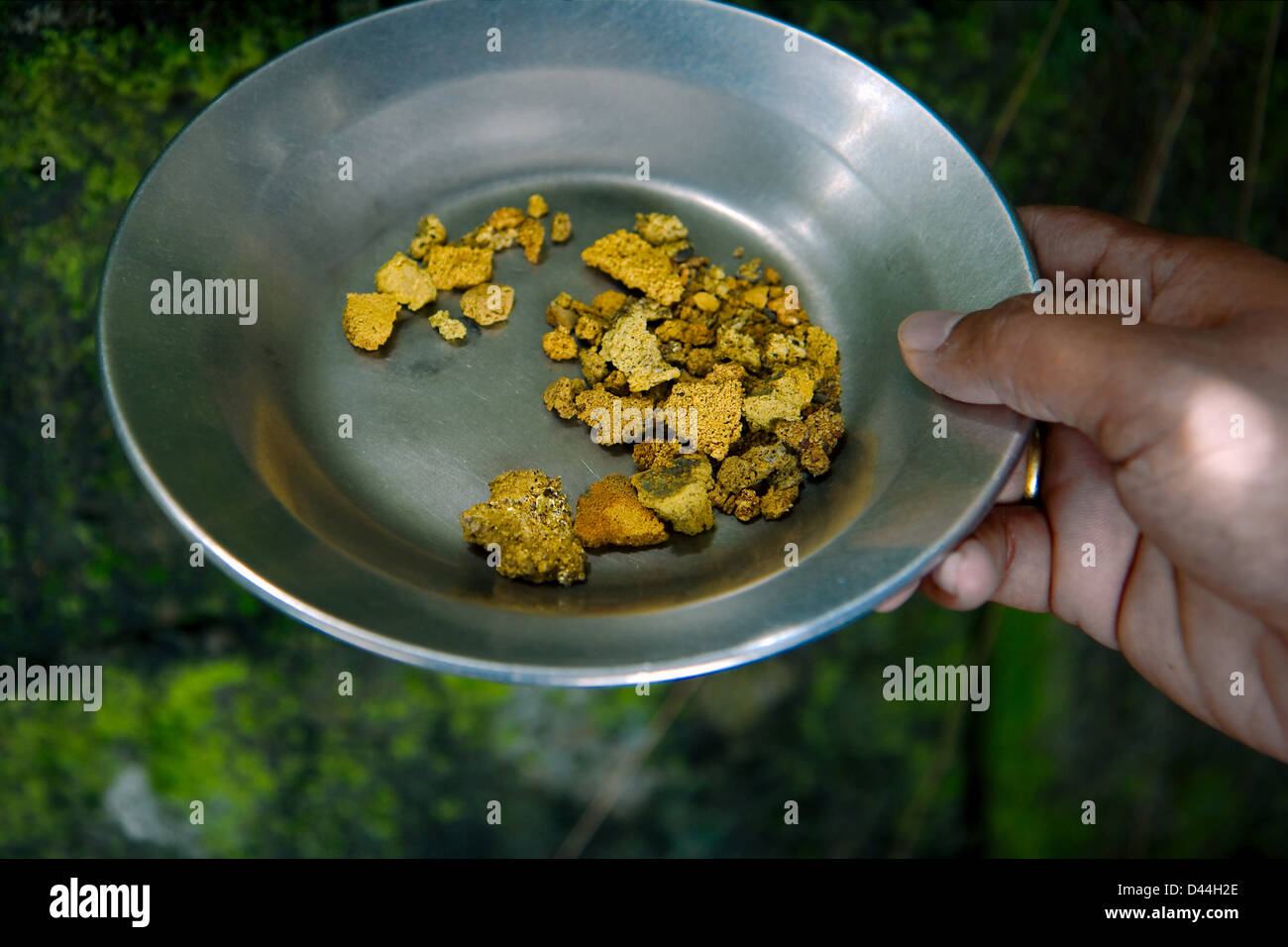 Gold nuggets and flakes recovery in pan Stock Photo Alamy