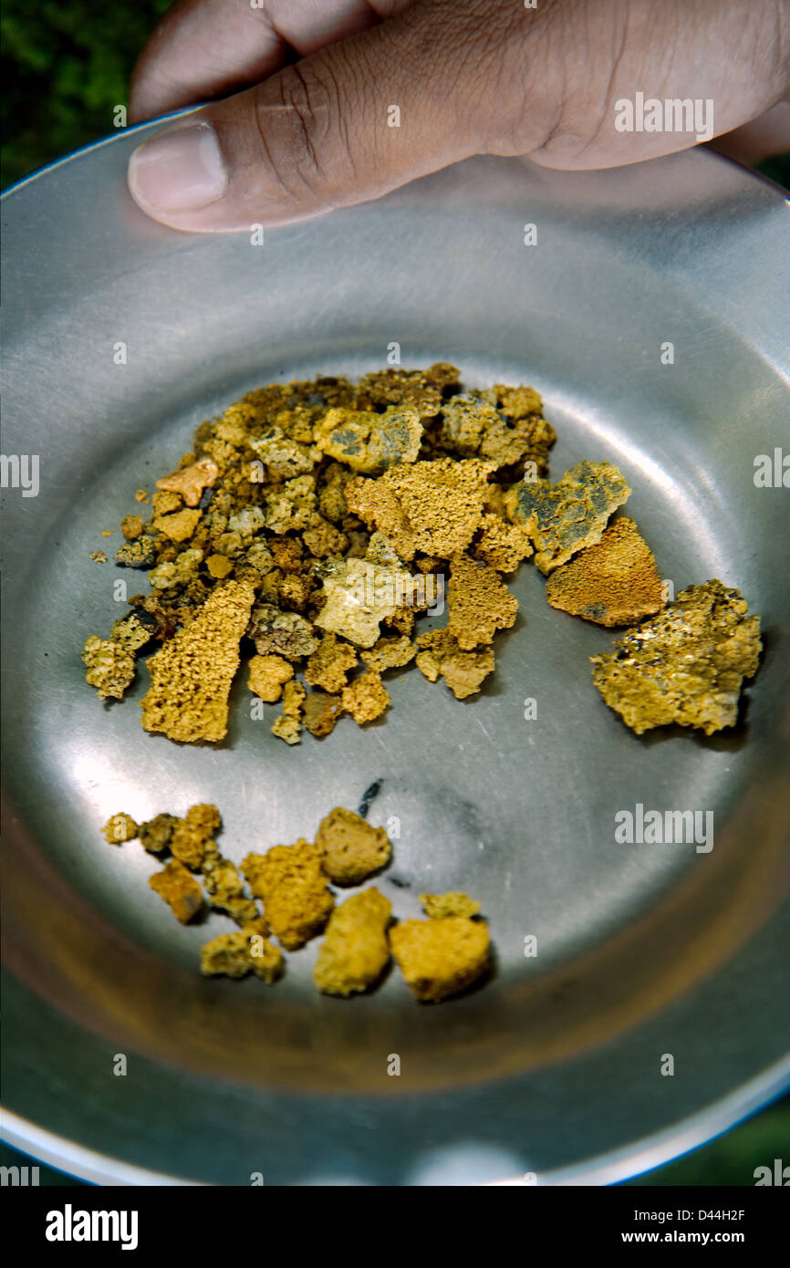 Gold nuggets and flakes recovery in pan Stock Photo Alamy