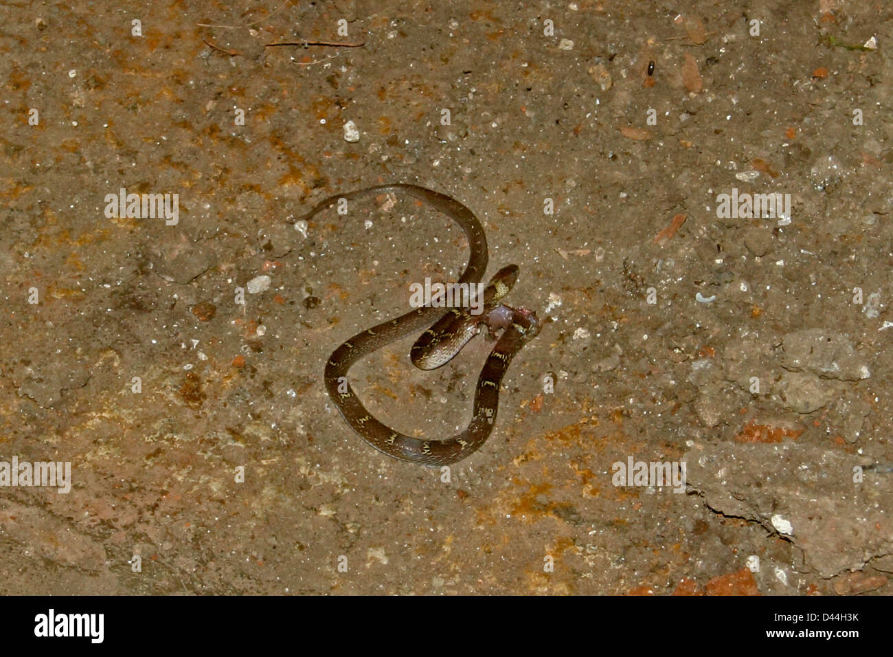 Common wolf snake, Lycodon aulicus Stock Photo