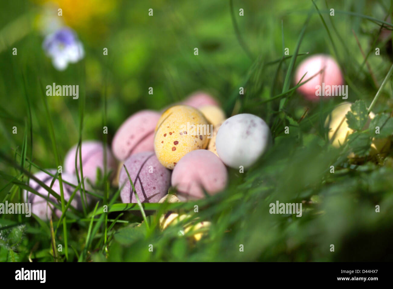 pastel coloured chocolate easter eggs in the grass Stock Photo Alamy