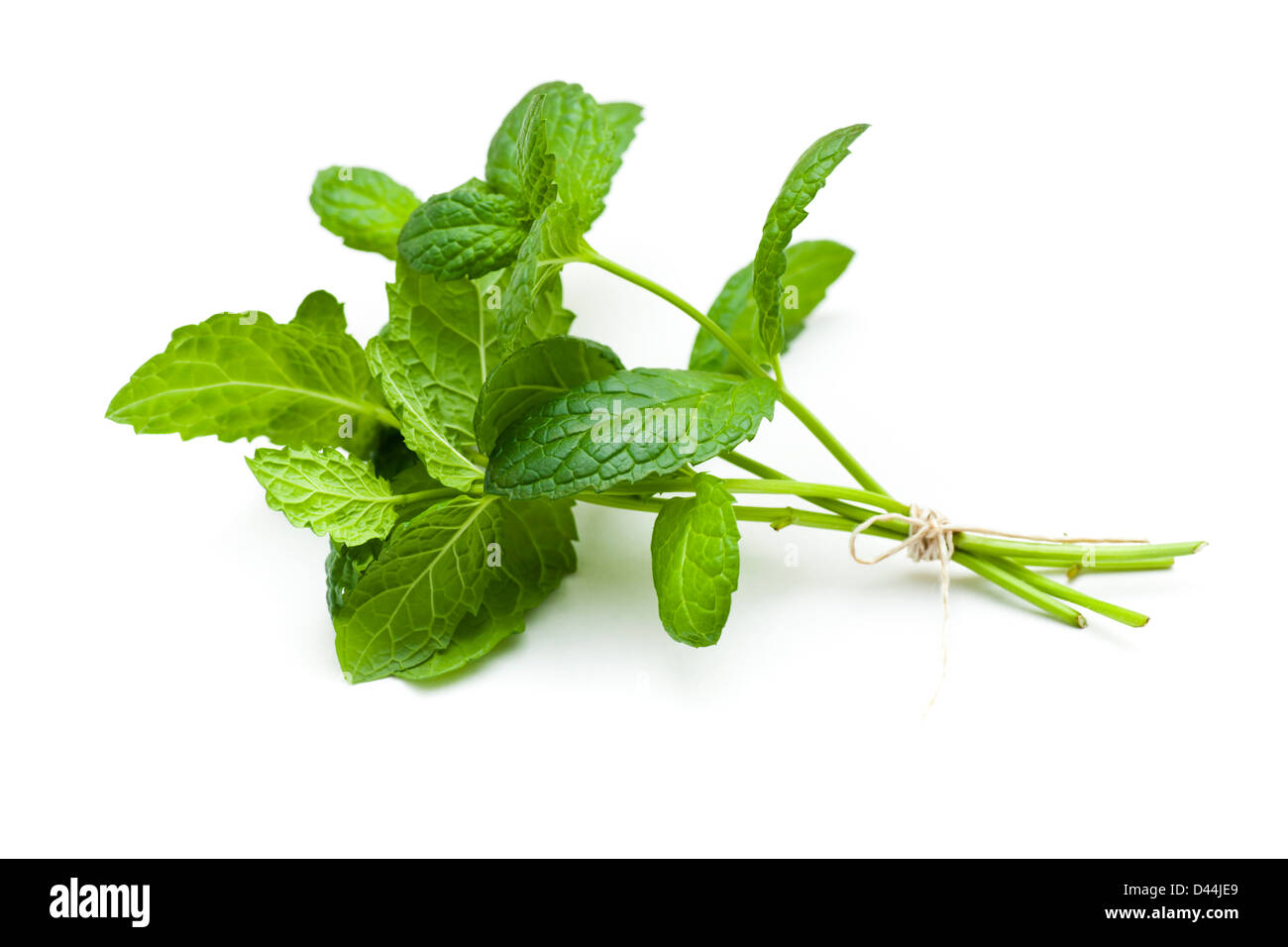 Fresh mint twig on white background. Stock Photo