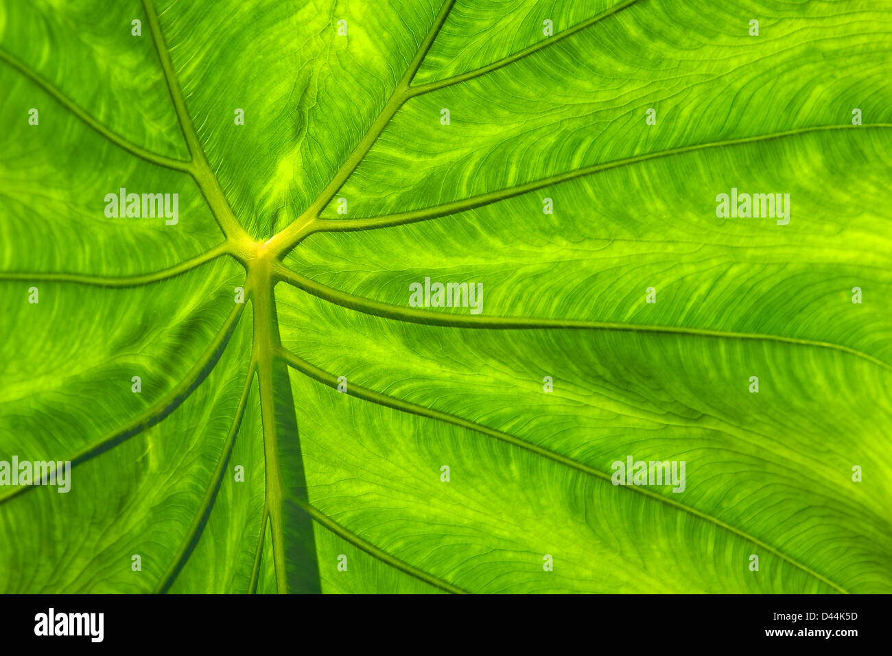 Leaf structure close shot hi-res stock photography and images - Alamy