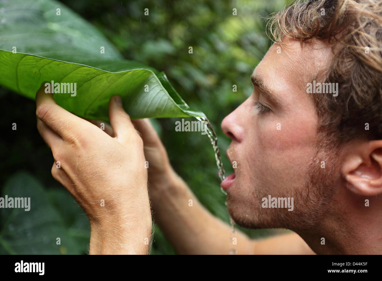 Side view of young Caucasian man drinking rain water from leaf in rainforest jungle Stock Photo