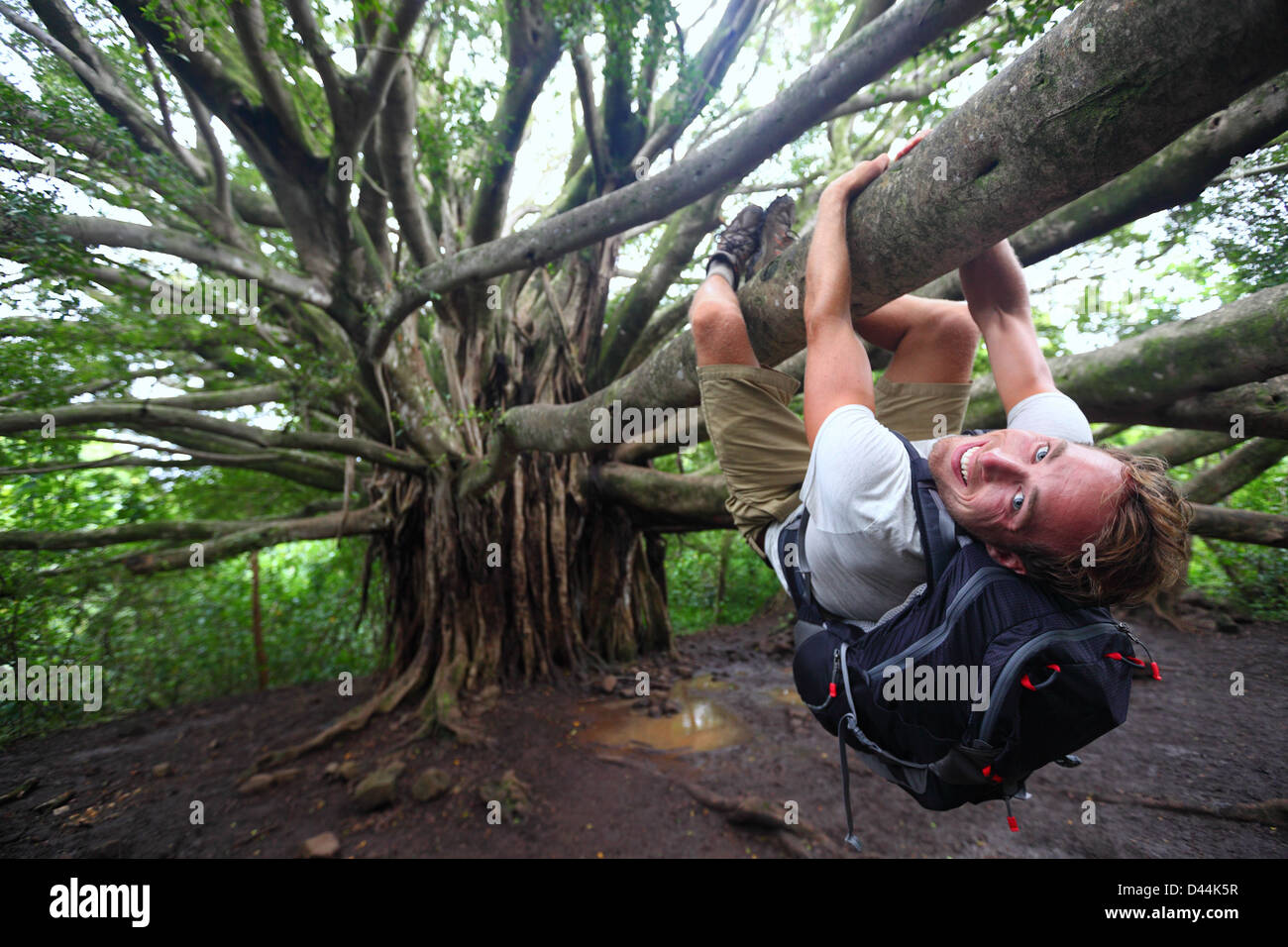 Portrait of young man hanging upside down on giant Hawaiian Banyan tree on the Pipiwai Trail around Haleakala National Park, USA Stock Photo
