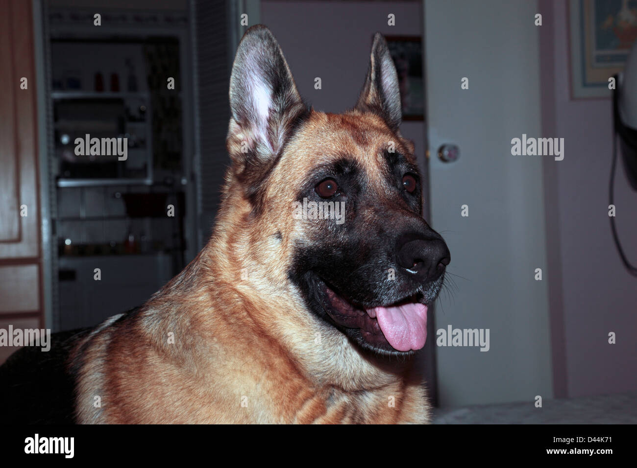 Adult German Shepherd female dog -Canis lupus domesticus- Family-Canidae Stock Photo