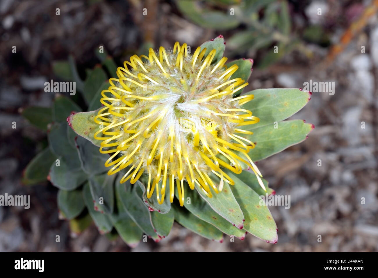 Catherinewheel Pincushion flower viewed from above Leucospermum