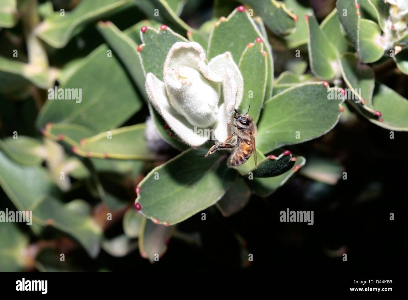 Honey Bee Apis mellifera on Catherine wheel pincushion flower