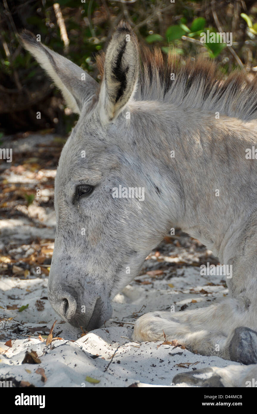 Feral donkey, St. John, U.S. Virgin Islands Stock Photo - Alamy