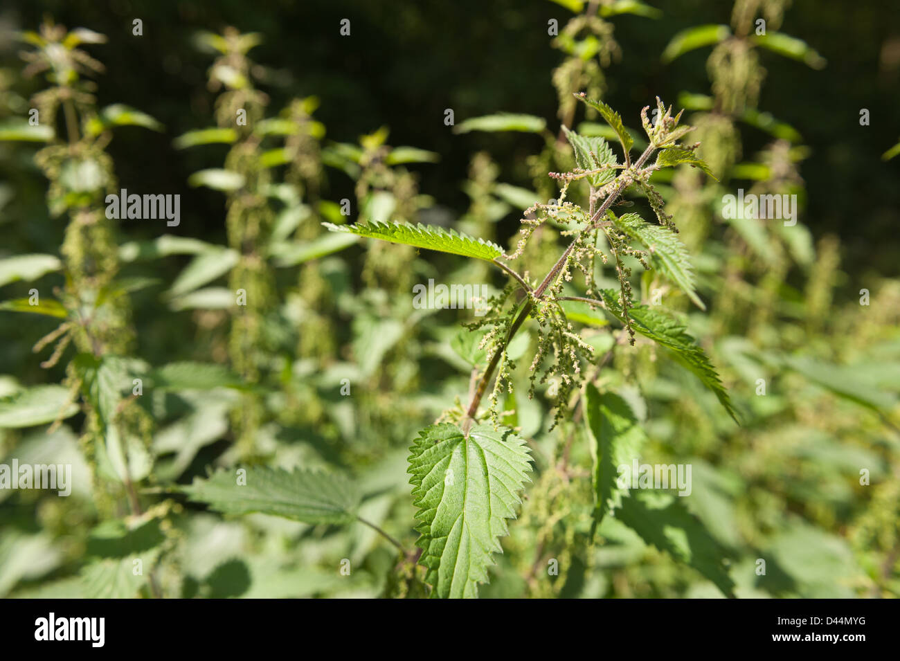 Cause of nettle rash common stinging nettles showing defensive hairs on leaves and green colored flowers hanging from stems Stock Photo