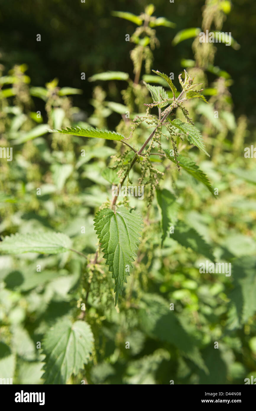 Cause of nettle rash common stinging nettles showing defensive hairs on leaves and green colored