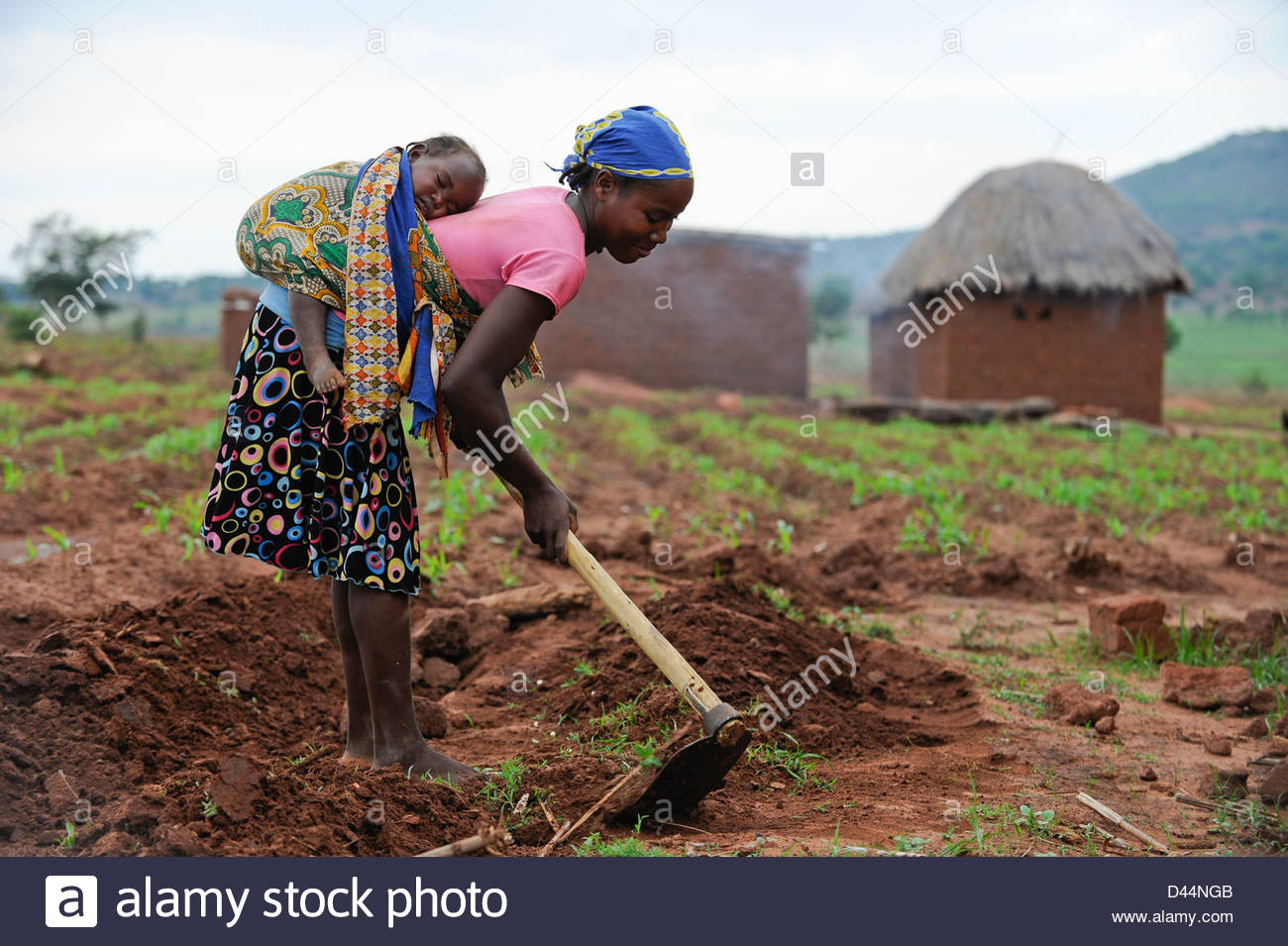 ANGOLA Kwanza Sul, food crops like maize corn or cassava, farming in ...