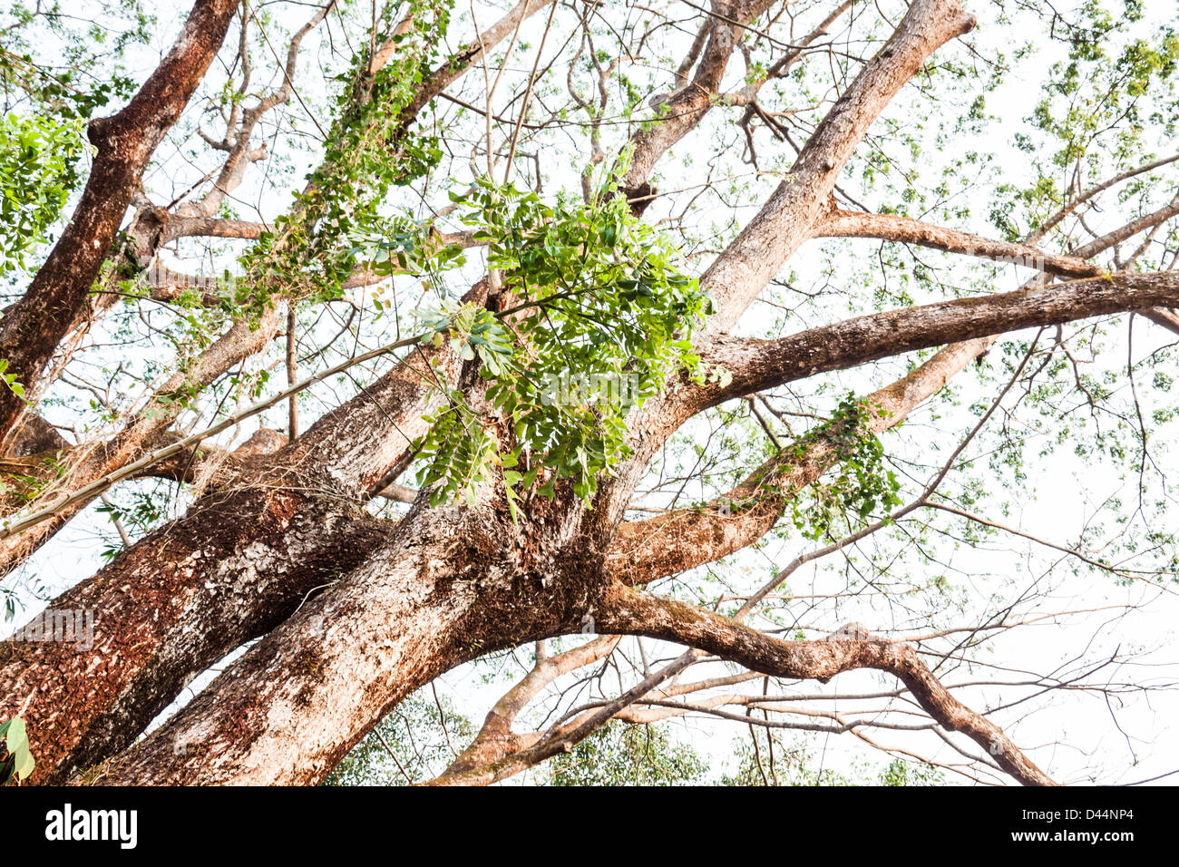 Lush Big Green Tree With Bending And Curving Branches In Tropical Rain