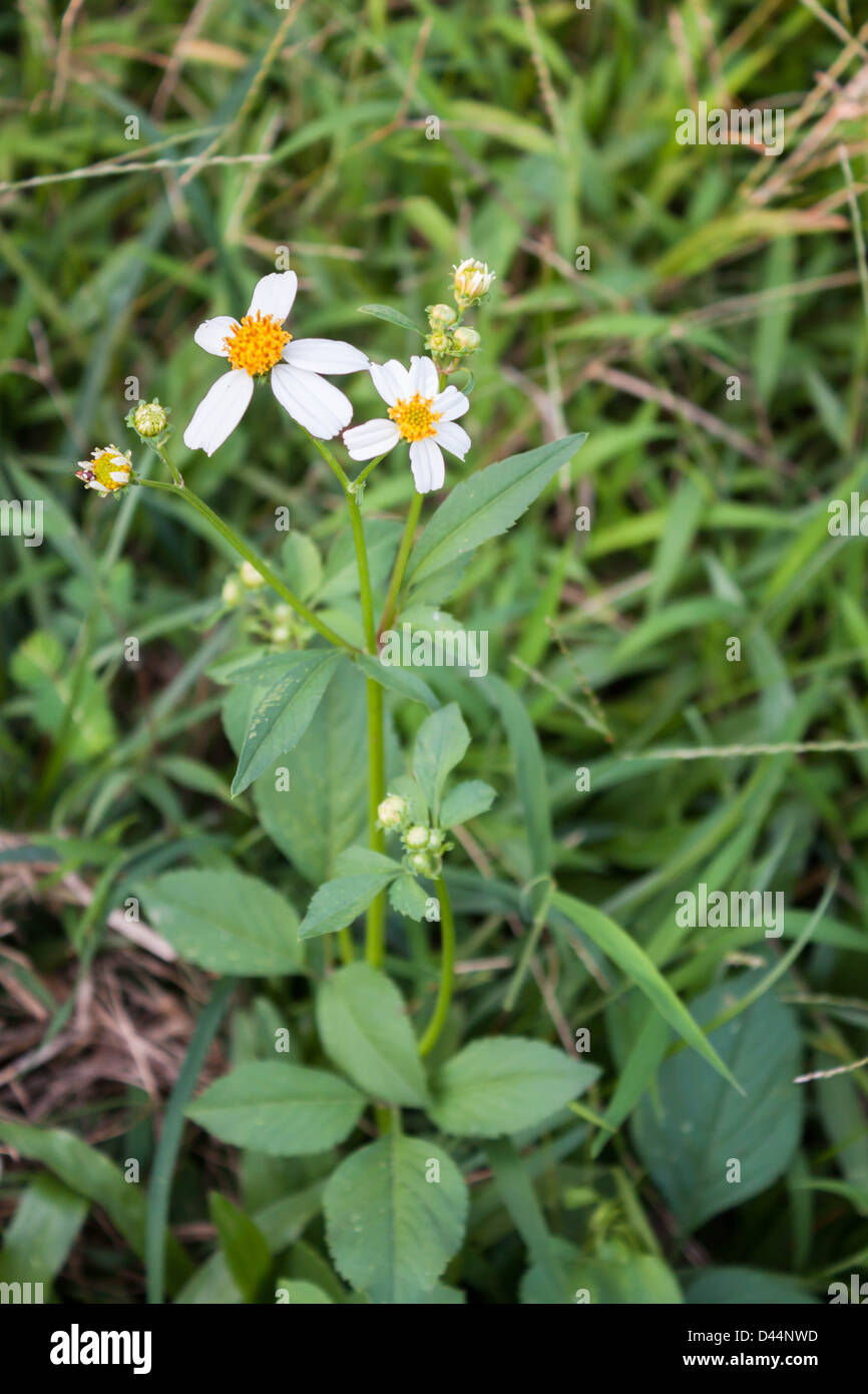 Summer wildflowers in sunrise hi-res stock photography and images - Alamy