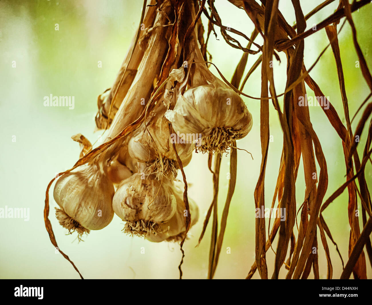 Garlic bulbs hung up to dry Stock Photo