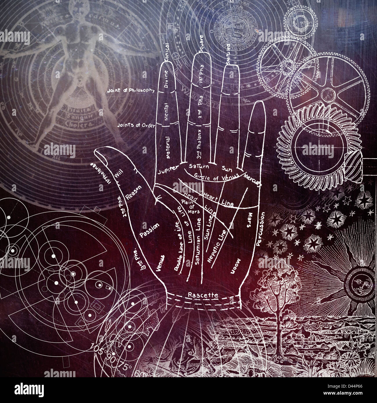 Palmistry hires stock photography and images Alamy