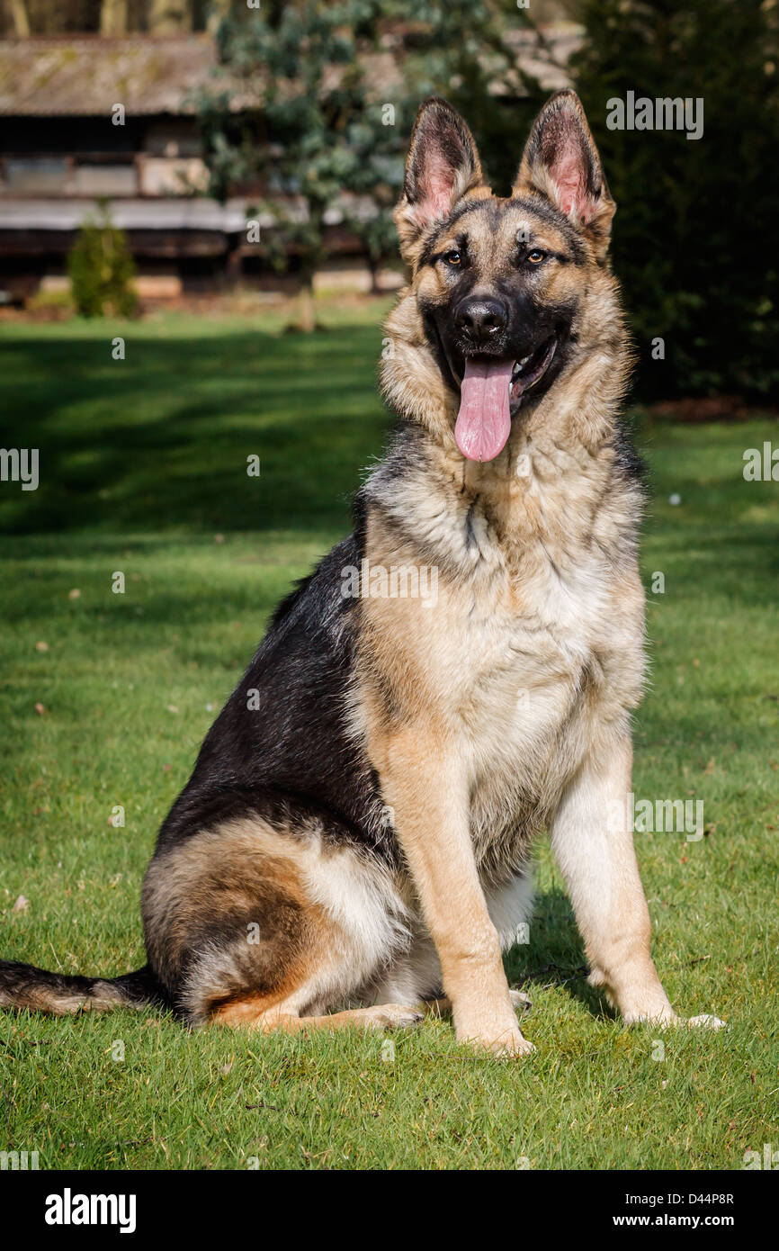 German Shepherd Sitting Stock Photo Alamy