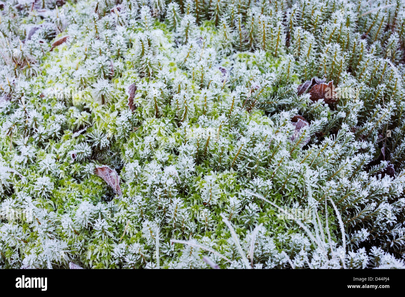Polytrichum commune moss in frost, Wales, UK . Stock Photo