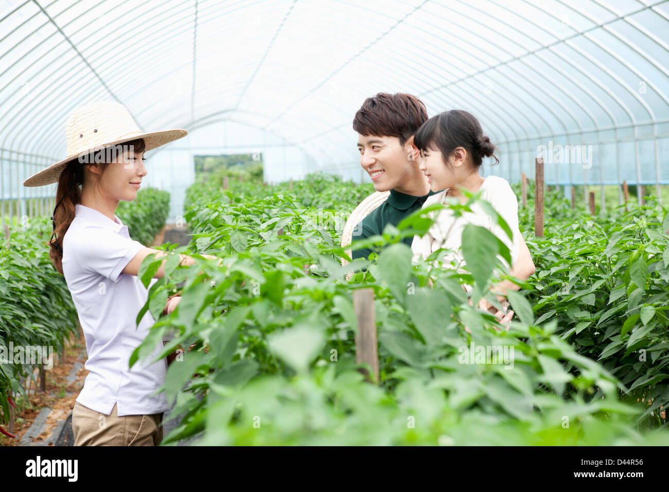 a family picking vegetables in a vinyl greenhouse Stock Photo - Alamy