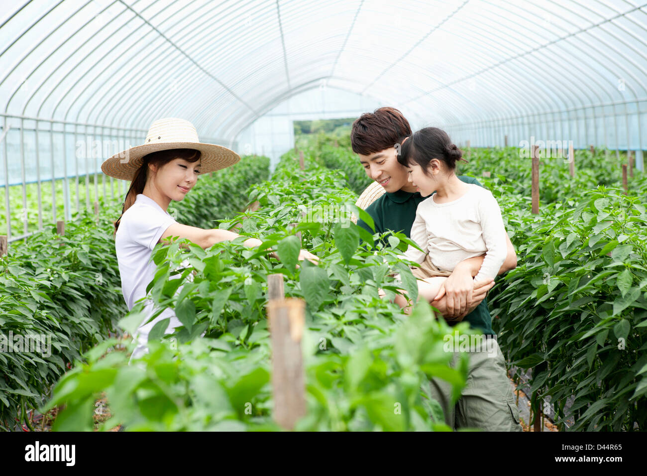 a family picking vegetables in a vinyl greenhouse Stock Photo - Alamy