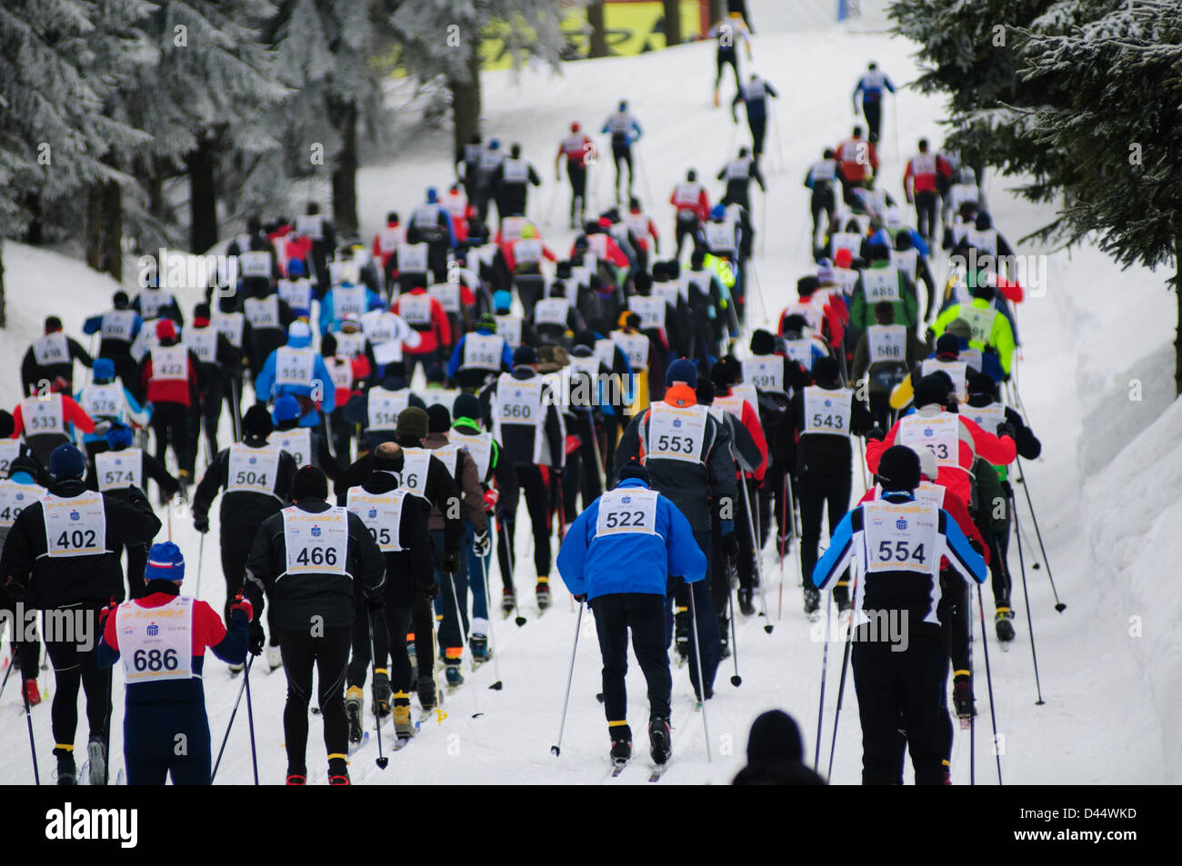 Participants go uphill during the Bieg Piastow cross-country race, Jakuszyce, Poland. Stock Photo