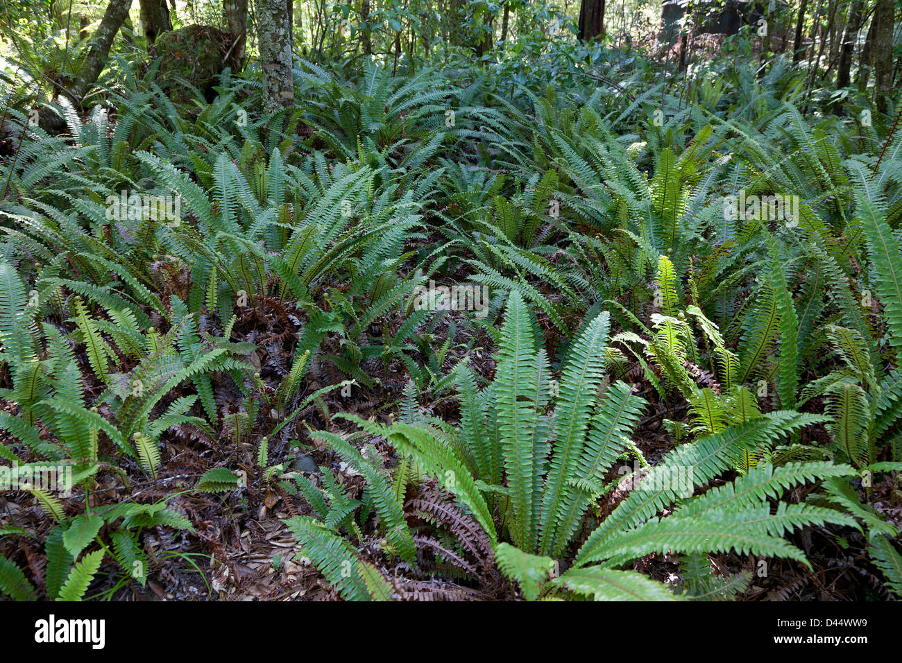 Ferns new zealand hi-res stock photography and images - Alamy