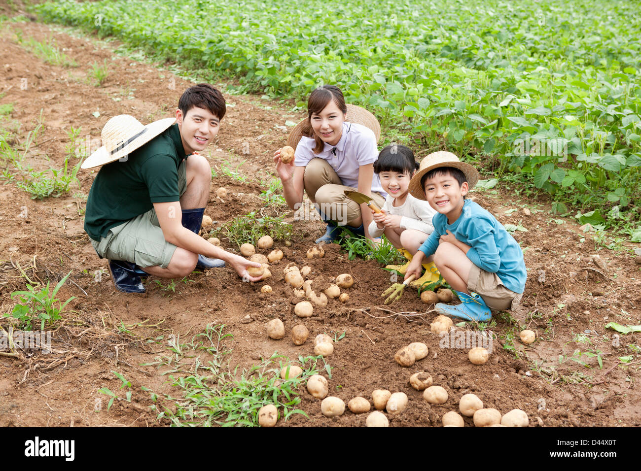 a family in a farm picking potatoes Stock Photo