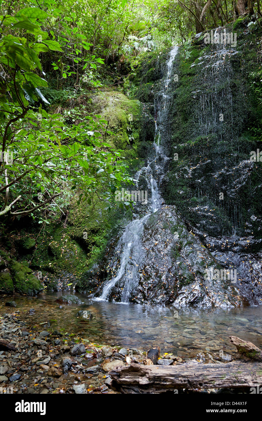 Waterfall in Pelorus Bridge Scenic Reserve, New Zealand Stock Photo