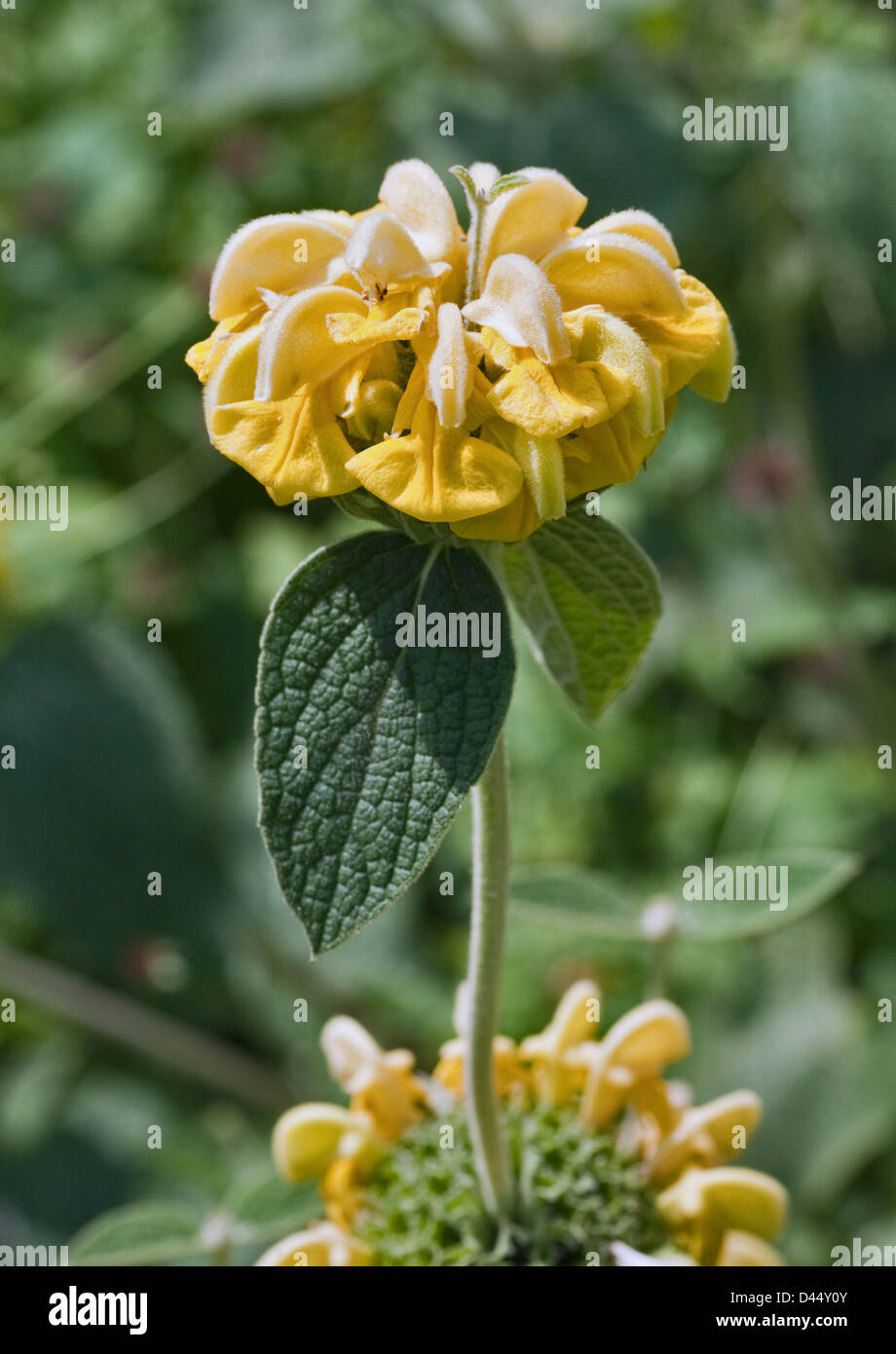 Phlomis Russeliana (Jerusalem Sage) Stock Photo