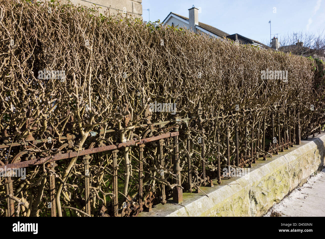 A severely cut back pruned hedge around a private house garden