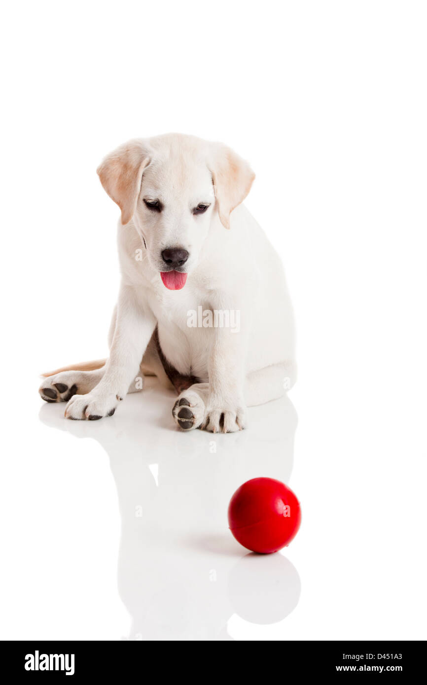 Labrador retriever puppy playing with a red ball, isolated on white ...