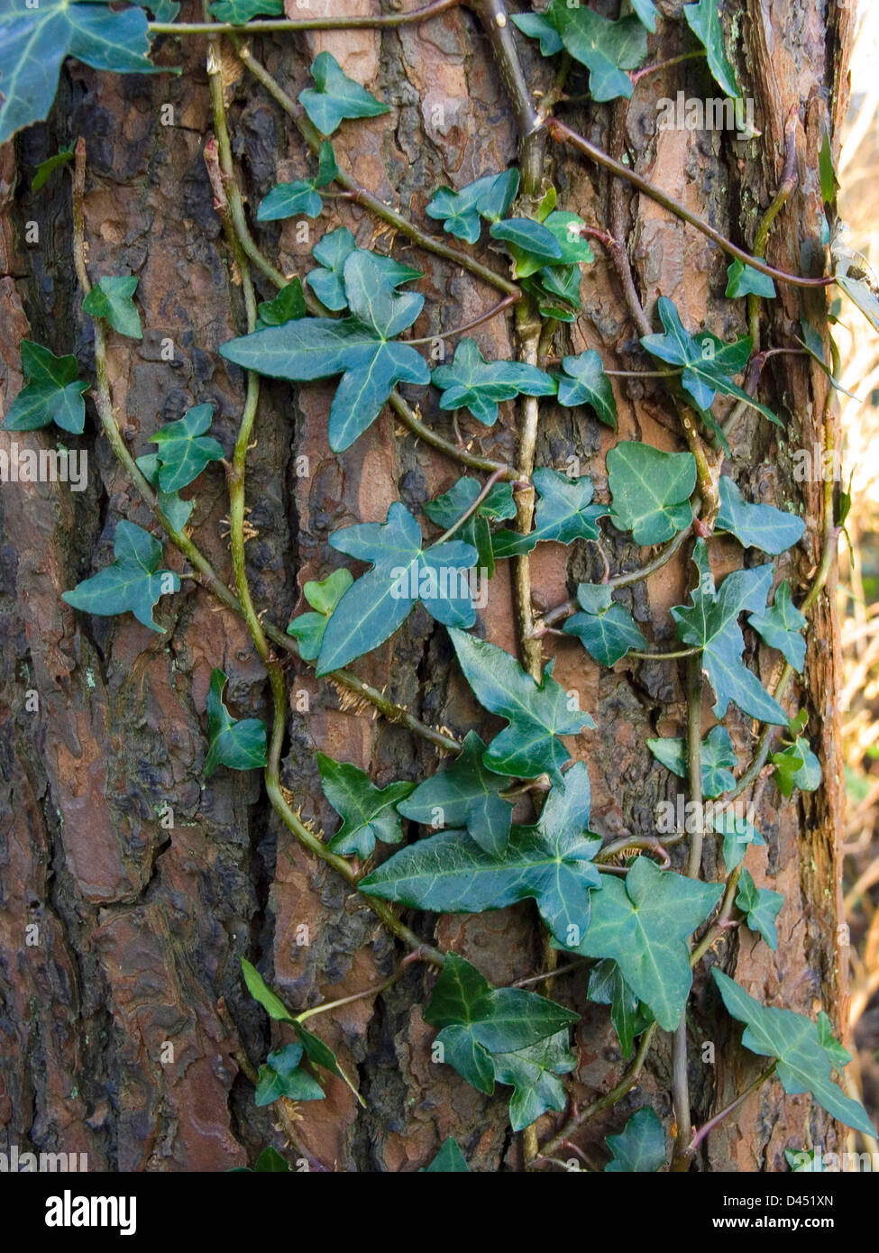 Ivy growing on a tree Stock Photo Alamy