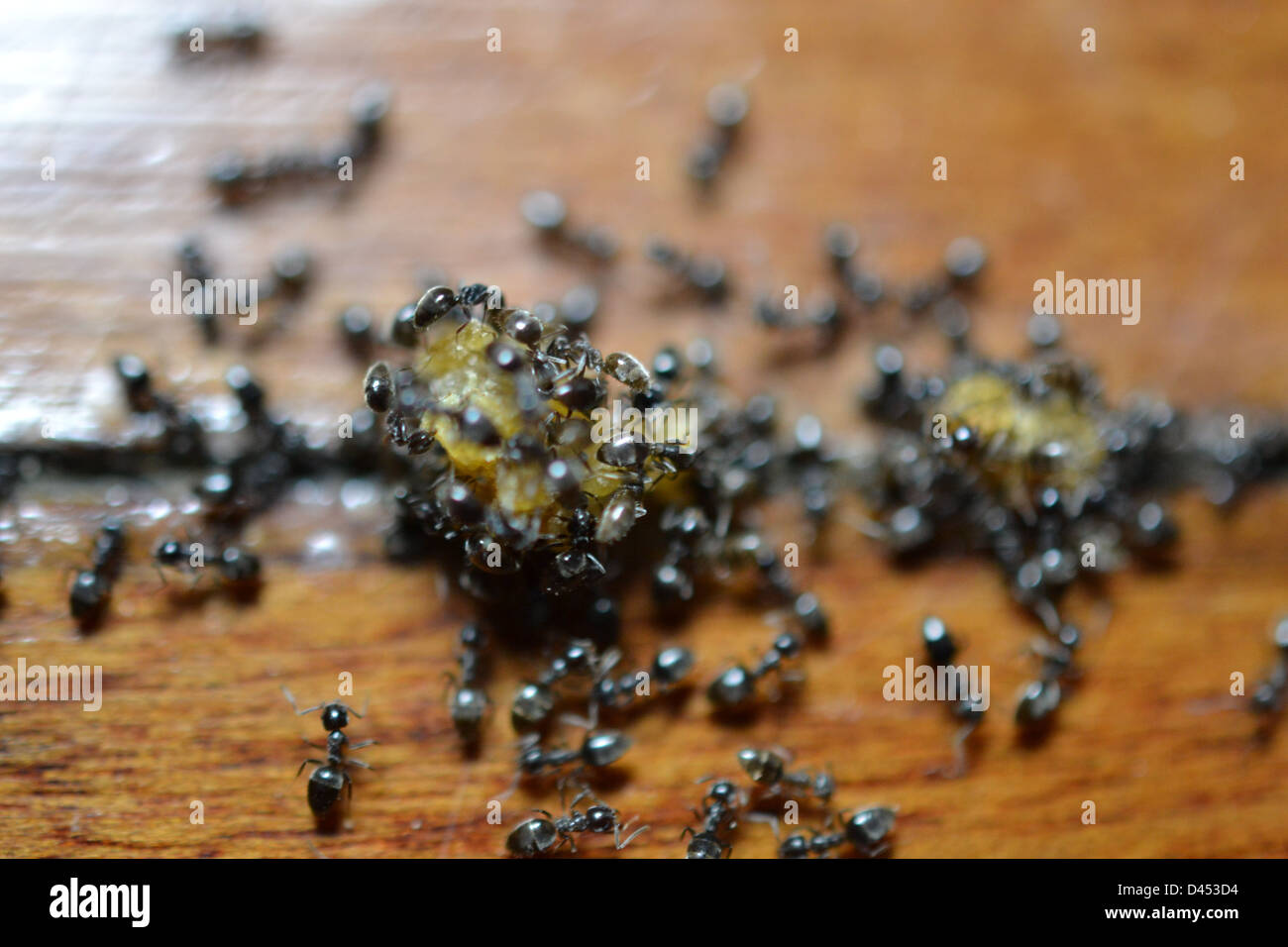 Ants eating hires stock photography and images Alamy