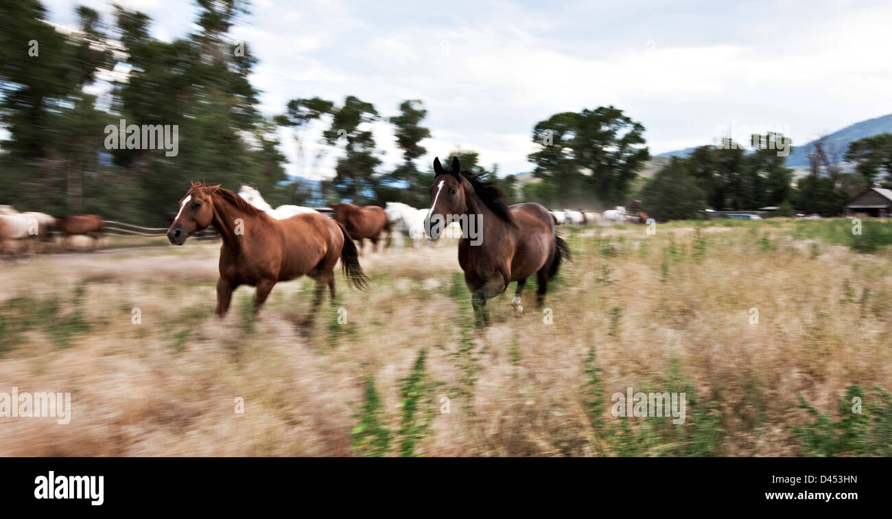 Horses being let out to pasture on ranch in Montana, USA Stock Photo