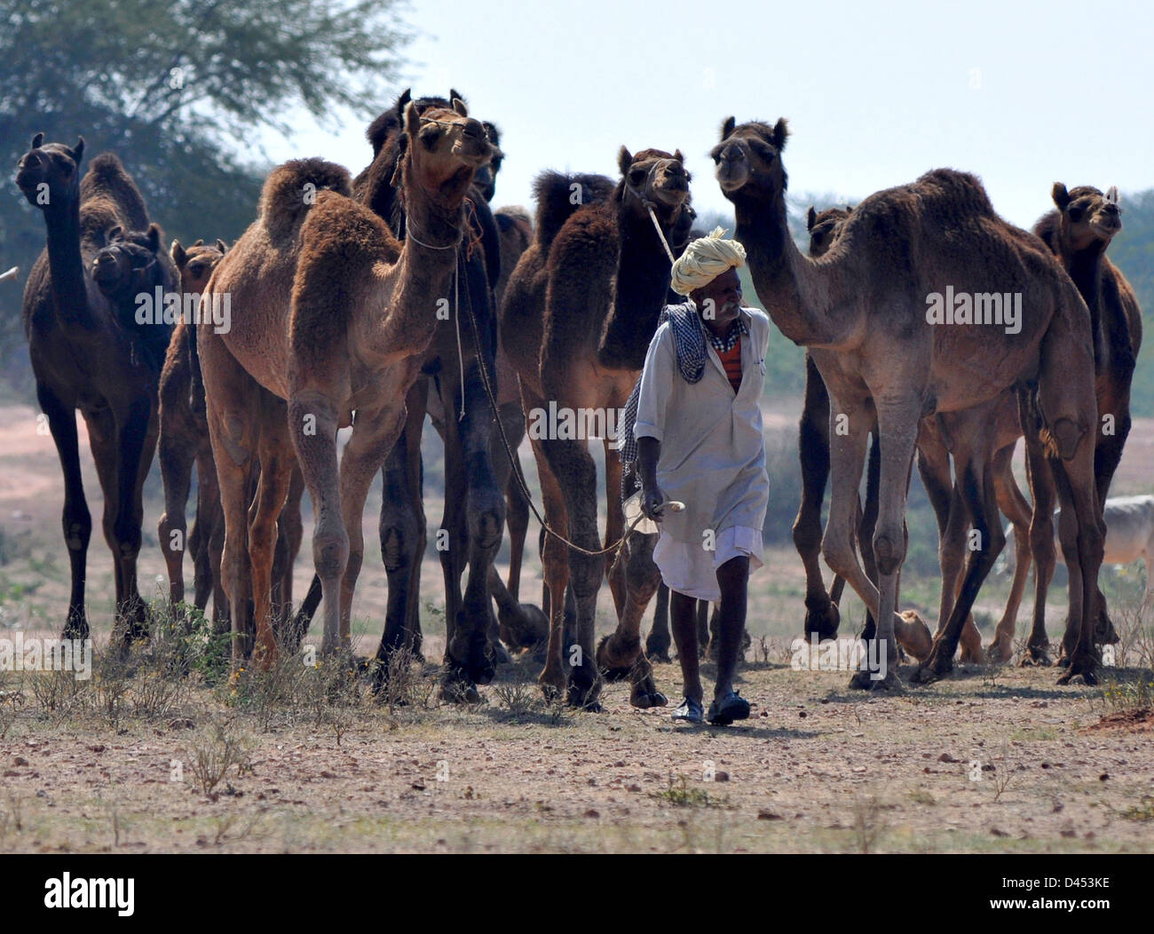 A farmer herding camles at cattle fair in western Indian town of Nagaur, in Rajasthan state Stock Photo
