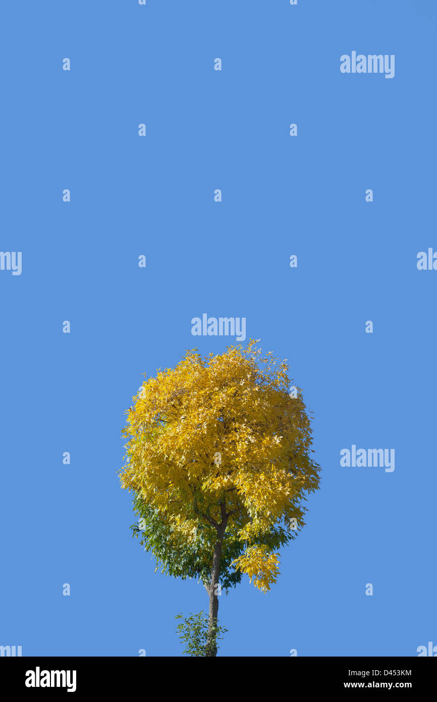 Minimal tree hi-res stock photography and images - Alamy