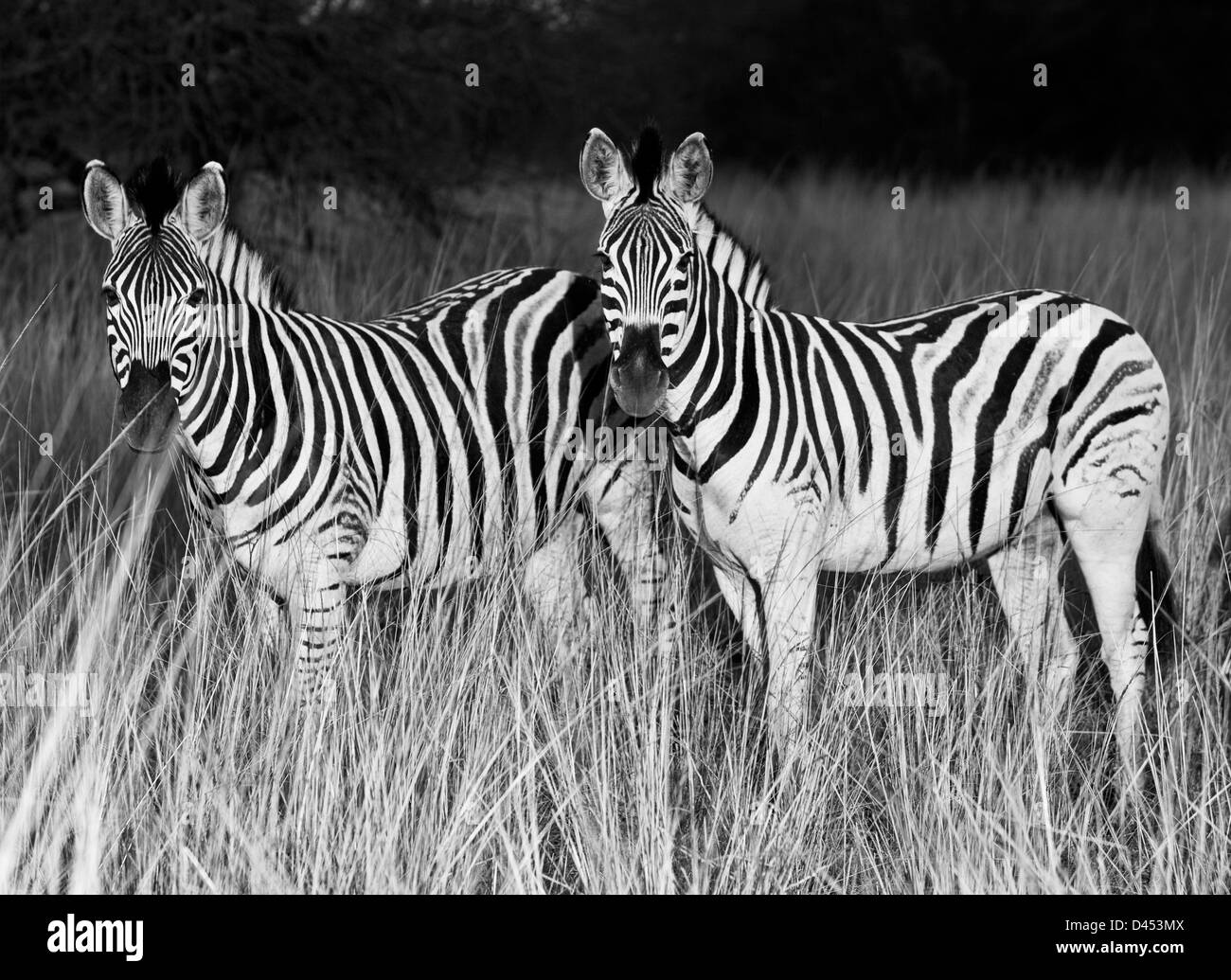 Grassland with stand Black and White Stock Photos & Images Alamy