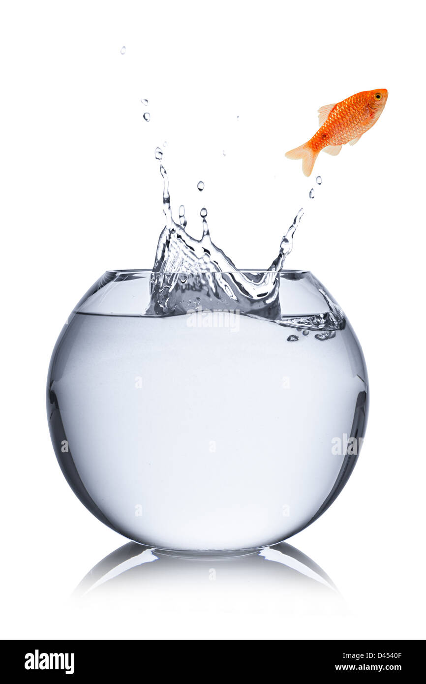 fish jumps out of bowl Stock Photo