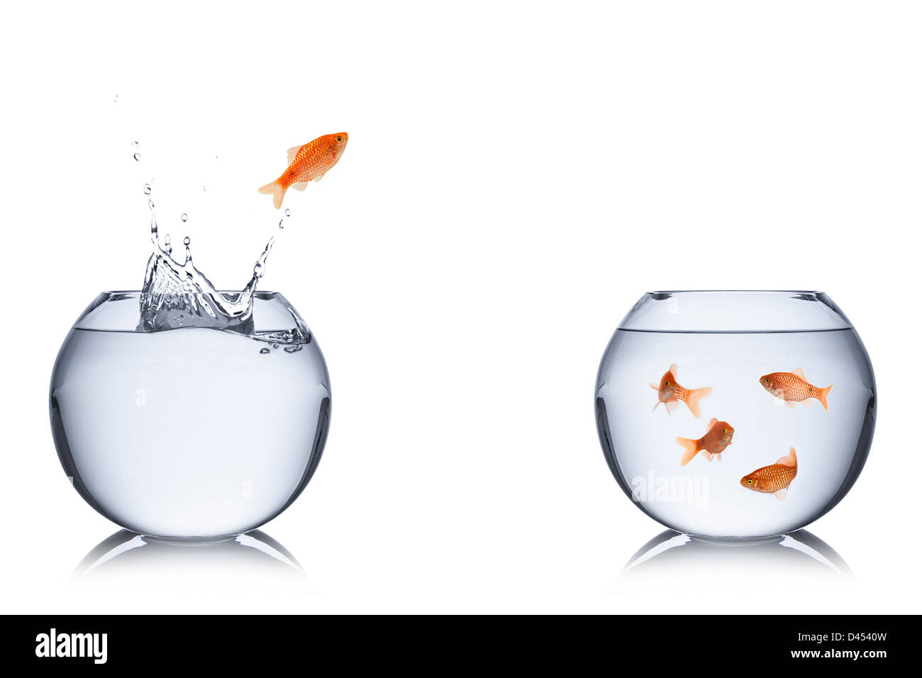 fish jumps out of bowl into another. Stock Photo