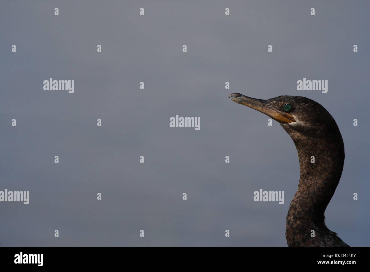 Double crested cormorant Stock Photo Alamy