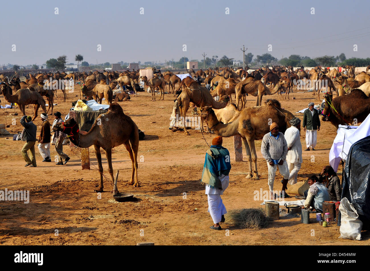 Camels for sale stand in a field at the cattle fair in western Indian town of Nagaur, in Rajasthan state Stock Photo