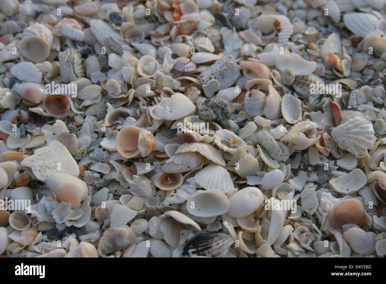 Captiva Shells Stock Photo