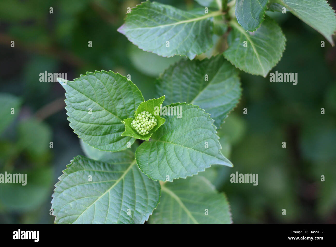 Hydrangea Budding Budding hydrangea hi-res stock photography and images - Alamy