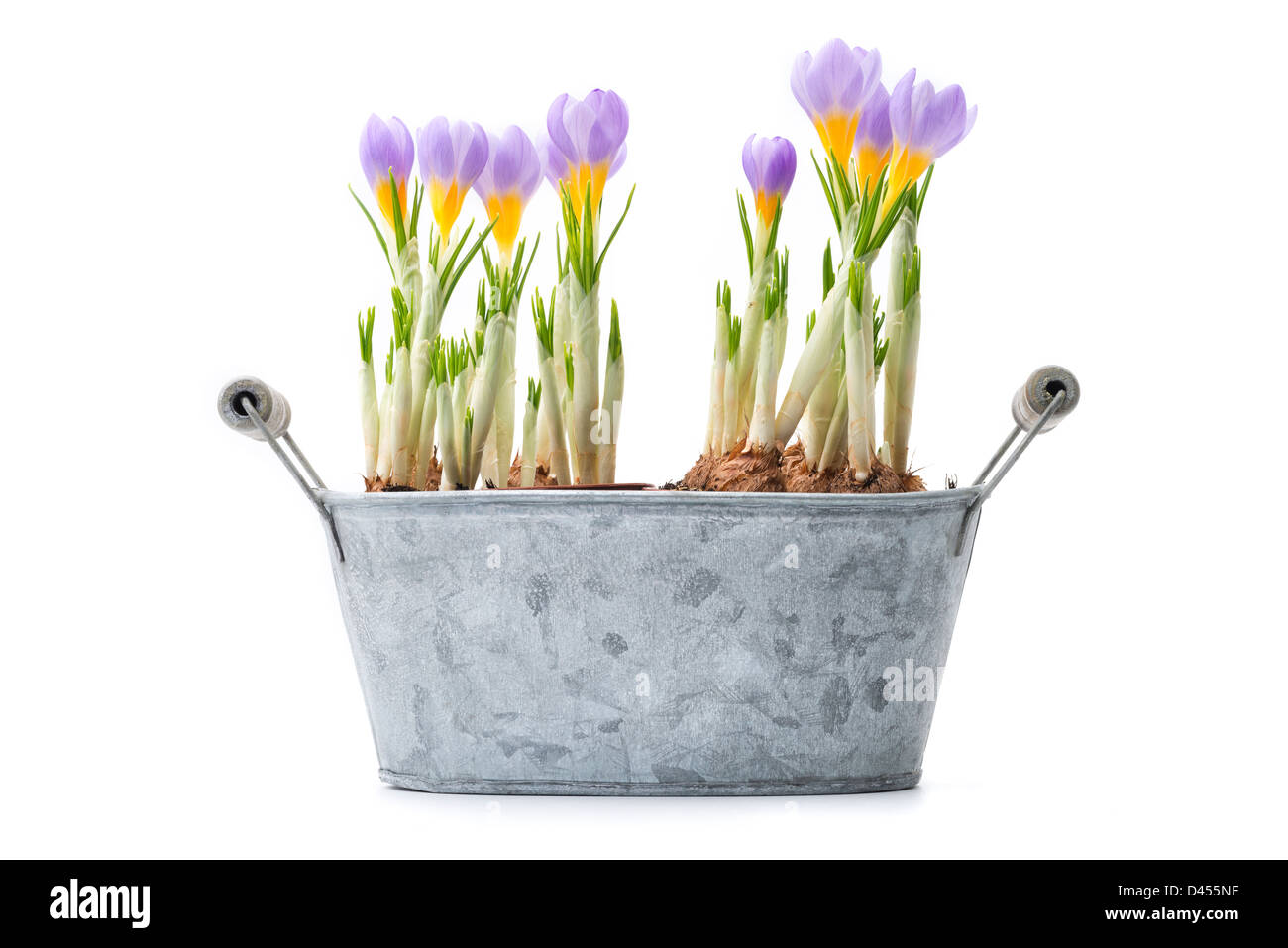 Flowers: group of blue crocuses, isolated on white background Stock Photo
