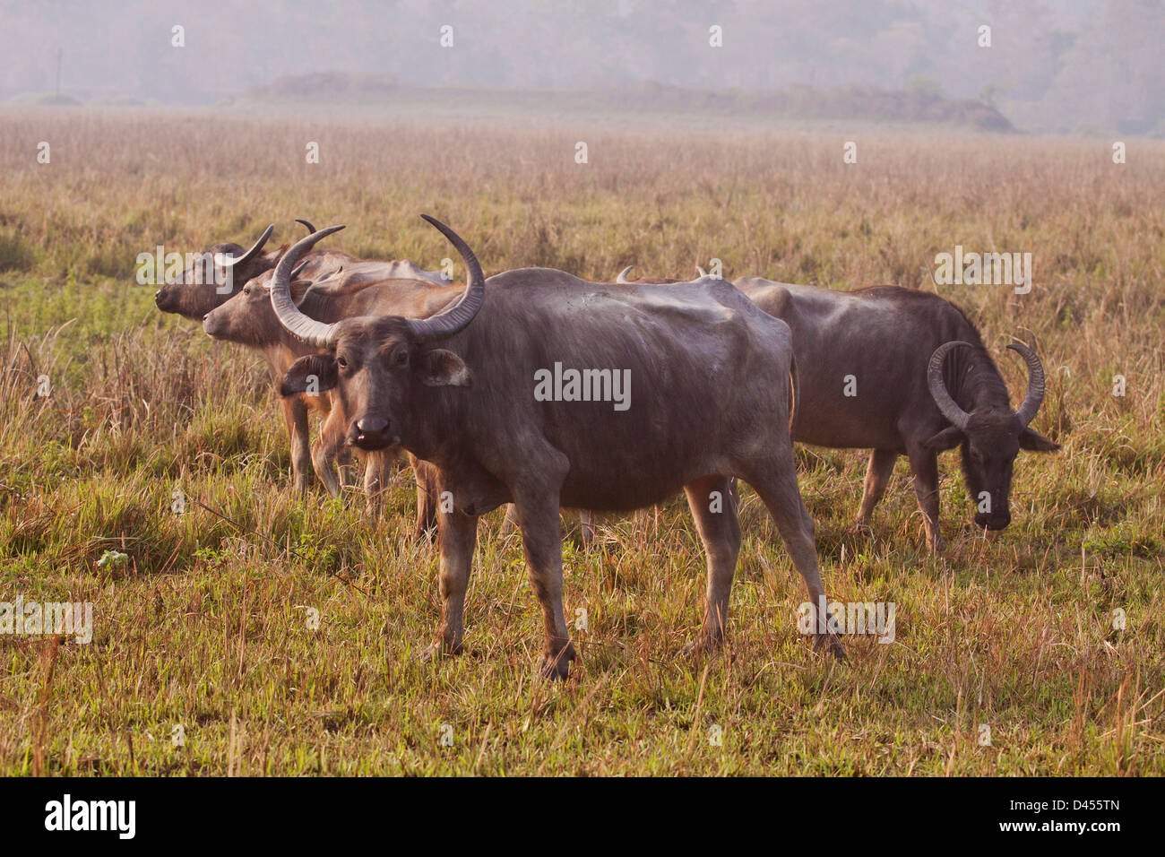 Water Buffaloes in the open country. Stock Photo